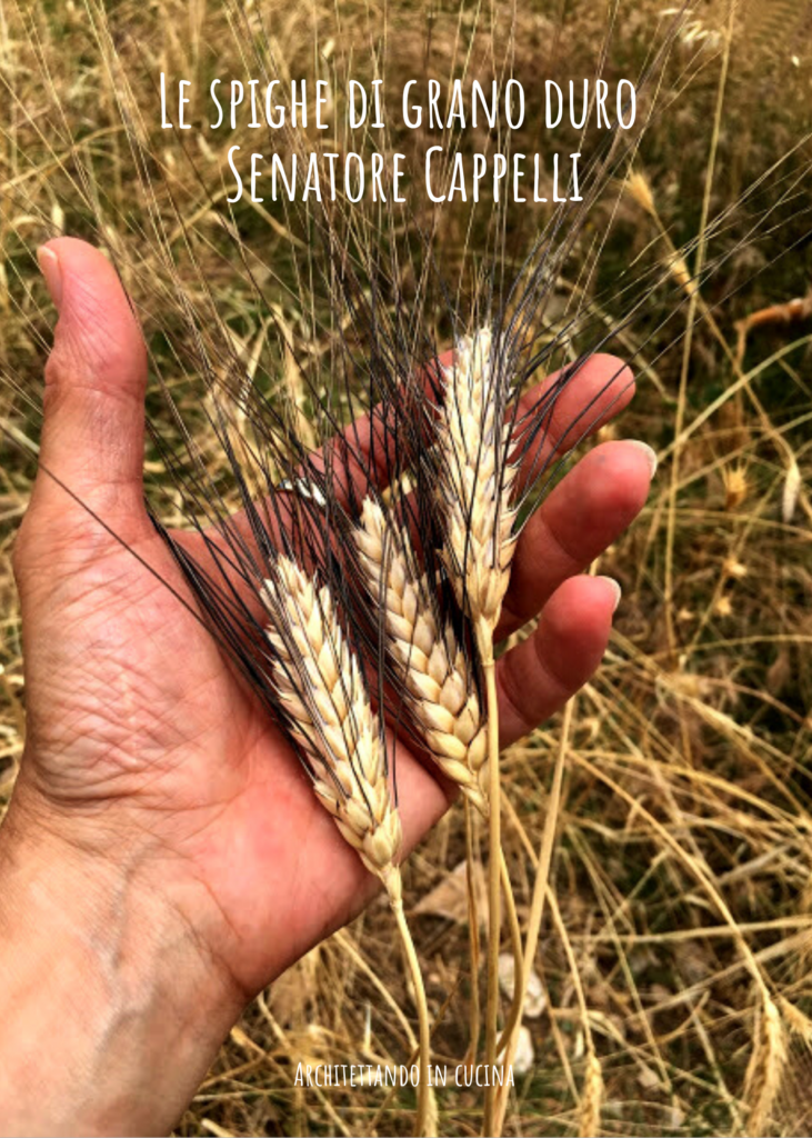 Le spighe di grano duro Senatore Cappelli