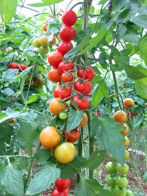 Pomodorini ciliegini di Pachino IGP