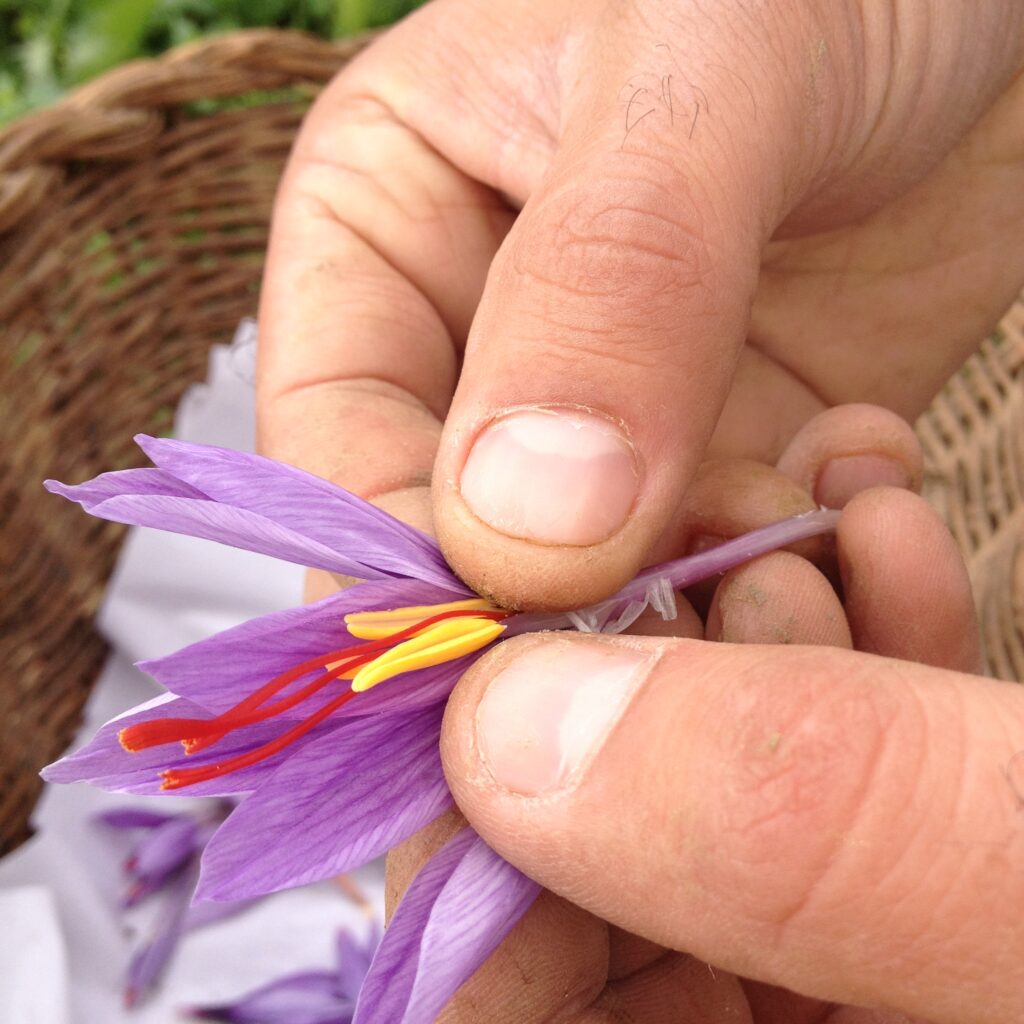 Il fiore di crocus sativus